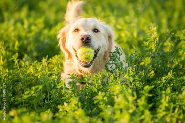 Fototapeta Golden Retriever Fetching the Ball