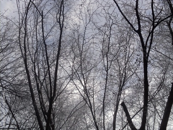 Obraz trees in winter