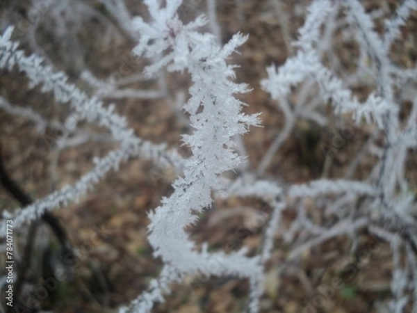 Obraz frost covered branches