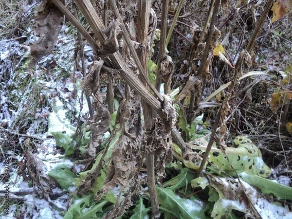 Obraz plants in winter