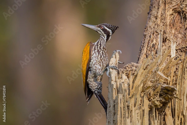 Obraz female Greater Flameback (Chrysocolaptes guttacristatus)