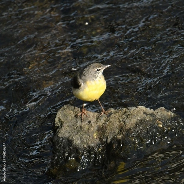 Obraz 東戸塚のカワウ