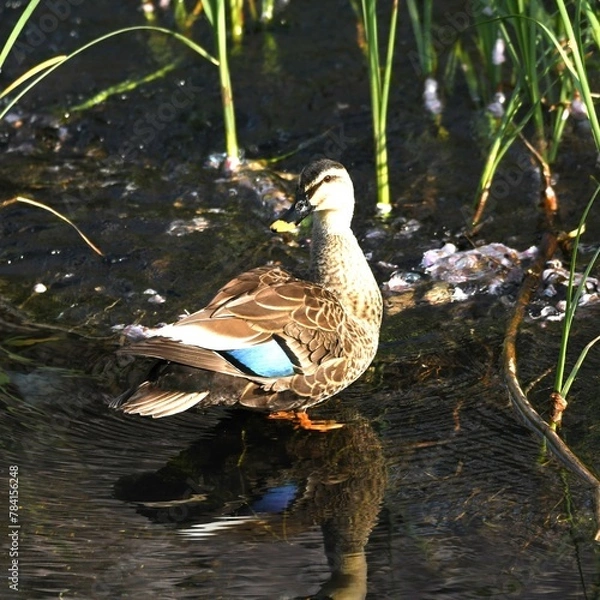 Obraz 東戸塚のカワウ