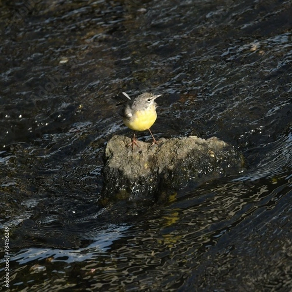 Obraz 東戸塚のカワウ