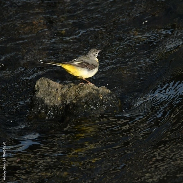 Obraz 東戸塚のカワウ