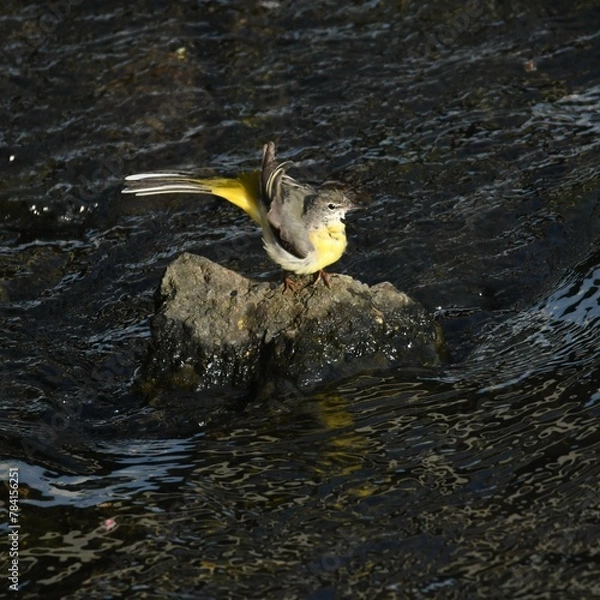 Obraz 東戸塚のカワウ