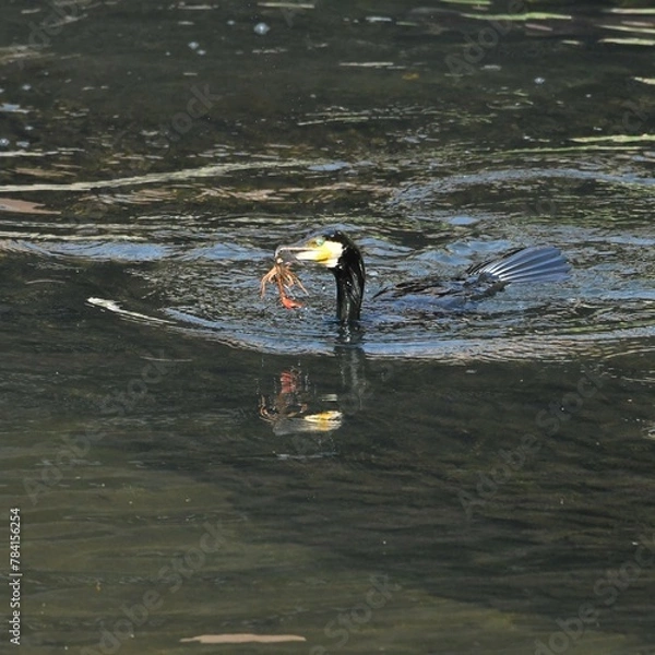 Obraz 東戸塚のカワウ