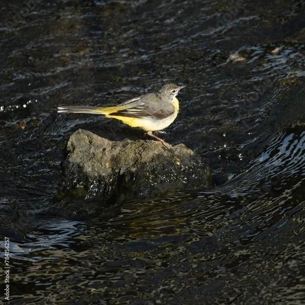 Obraz 東戸塚のカワウ
