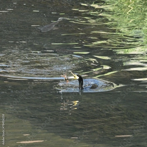 Obraz 東戸塚のカワウ