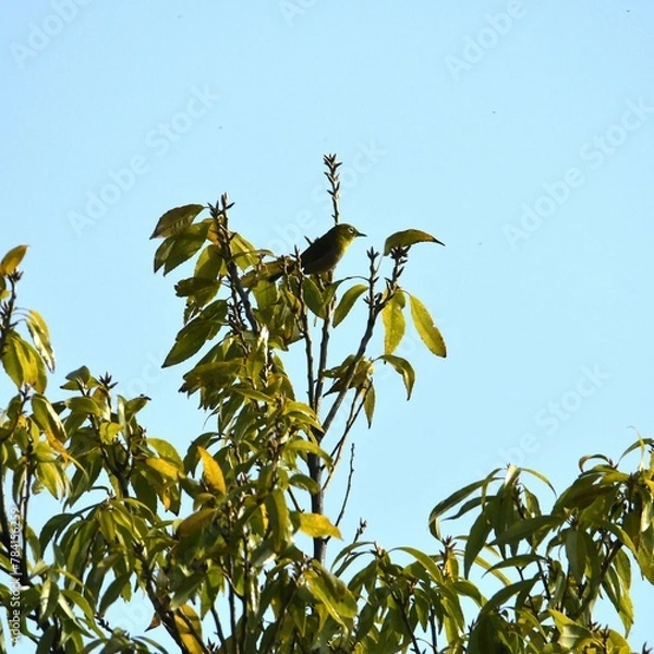 Obraz 東戸塚のカワウ