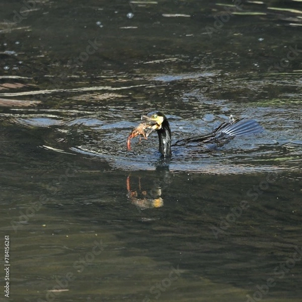 Fototapeta 東戸塚のカワウ