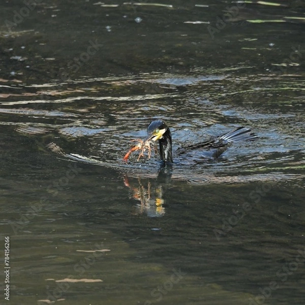 Obraz 東戸塚のカワウ