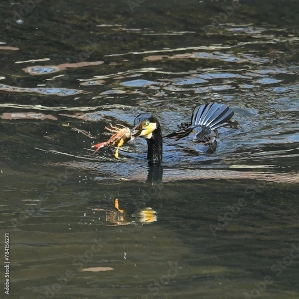 Fototapeta 東戸塚のカワウ