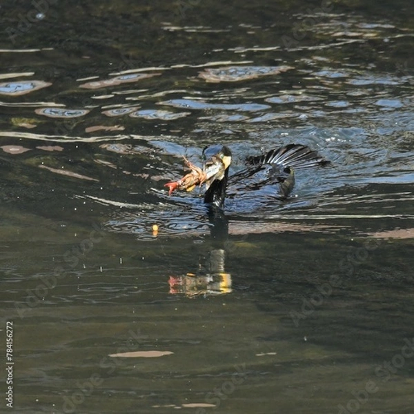 Obraz 東戸塚のカワウ