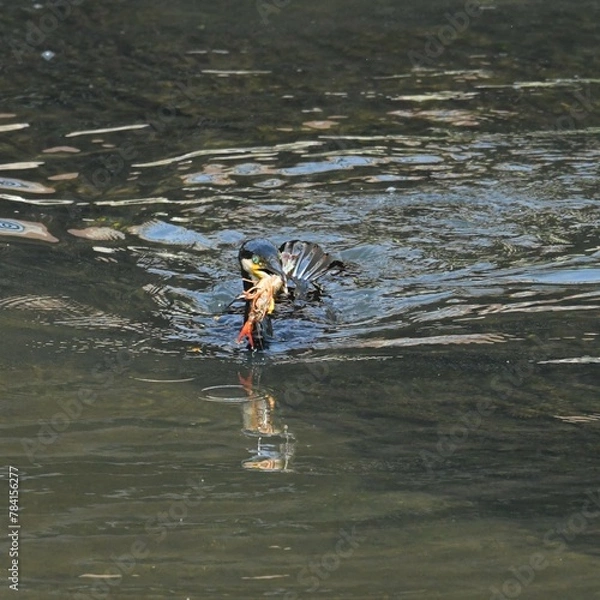 Obraz 東戸塚のカワウ