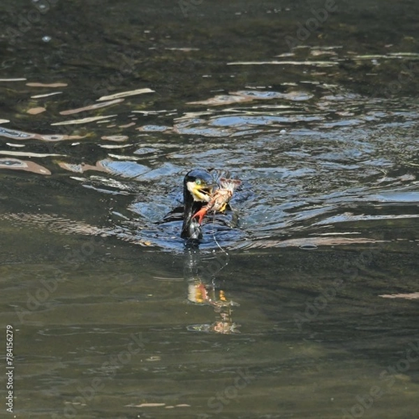 Obraz 東戸塚のカワウ