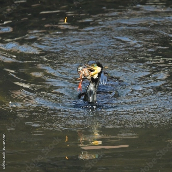Obraz 東戸塚のカワウ