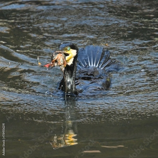Obraz 東戸塚のカワウ