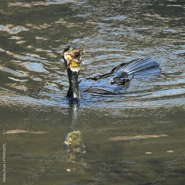 Obraz 東戸塚のカワウ