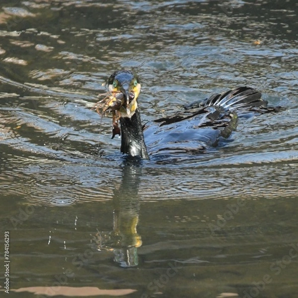 Obraz 東戸塚のカワウ