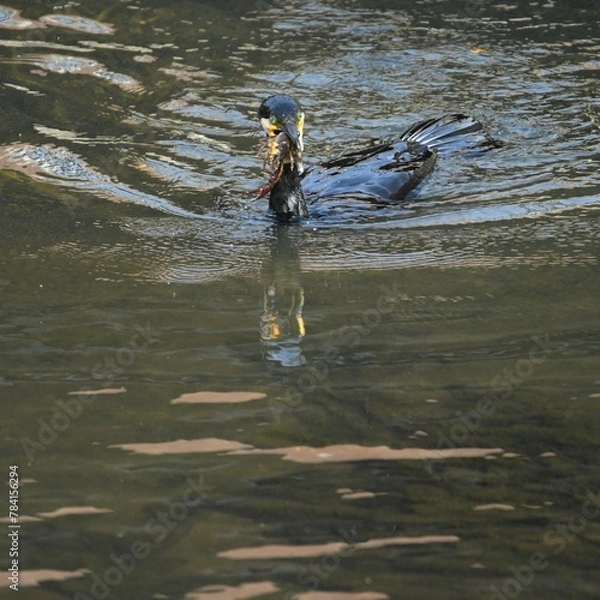 Obraz 東戸塚のカワウ