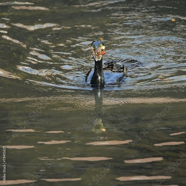 Obraz 東戸塚のカワウ