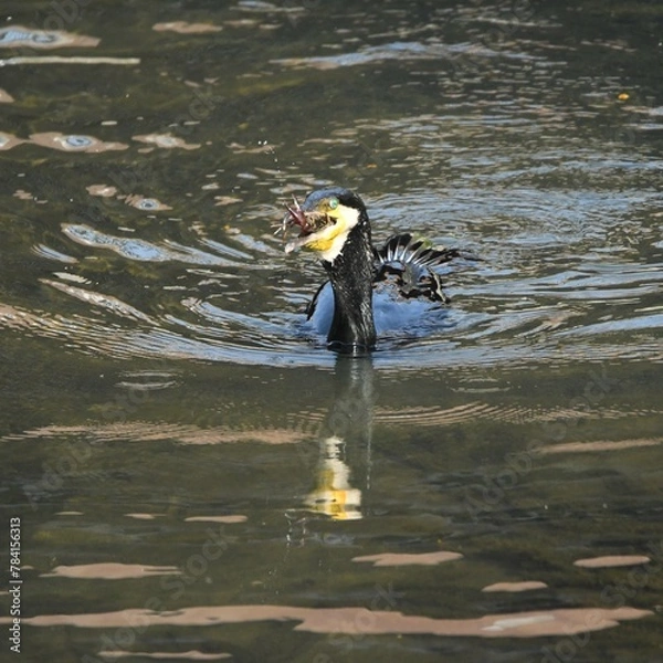 Obraz 東戸塚のカワウ