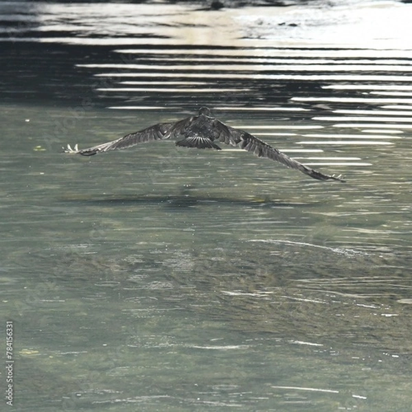 Obraz 東戸塚のカワウ