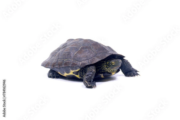 Obraz カメ　クサガメ　白バック