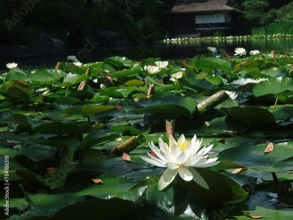 Obraz 渉成園に咲いていた水蓮