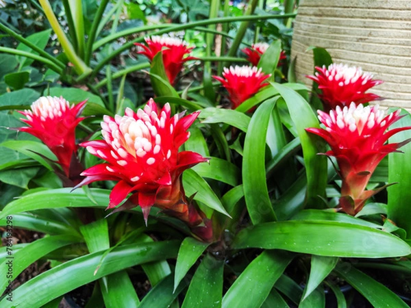 Obraz Flowers of Guzmania (Latin Guzmania), a genus of evergreen herbaceous plants of the Bromeliad family. a bright red flower on the background of the greenery of the Bothnian garden in Seoul