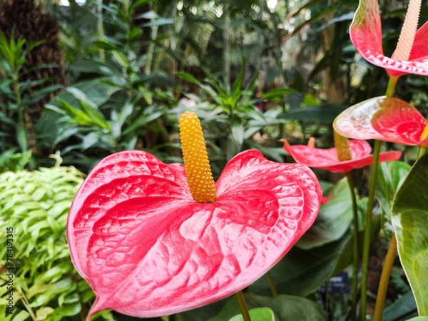 Obraz Anthurium flower (Latin Anthurium) in the botanical garden of Seoul. It is genus of evergreen plants of Araceae family. Latin name is derived from ancient Greek words meaning "flower" and "tail".