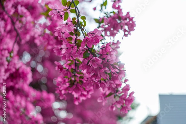 Obraz lilac flowers on a tree