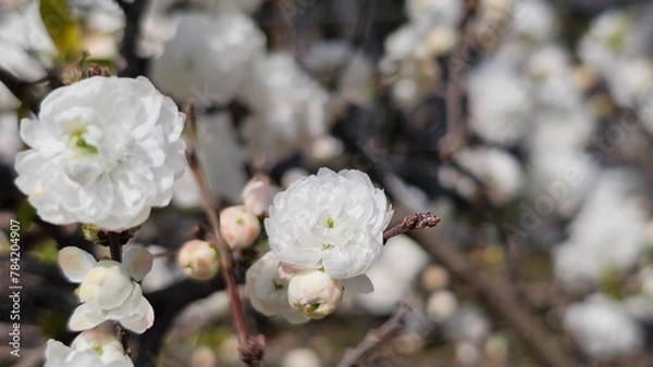 Fototapeta 한국의 봄날 여러겹의 꽃잎으로 구성된 흰색 꽃나무 꽃송이 클로즈업