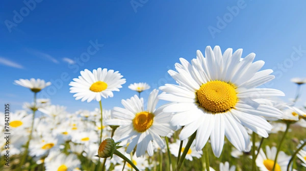 Fototapeta white and yellow daisies.