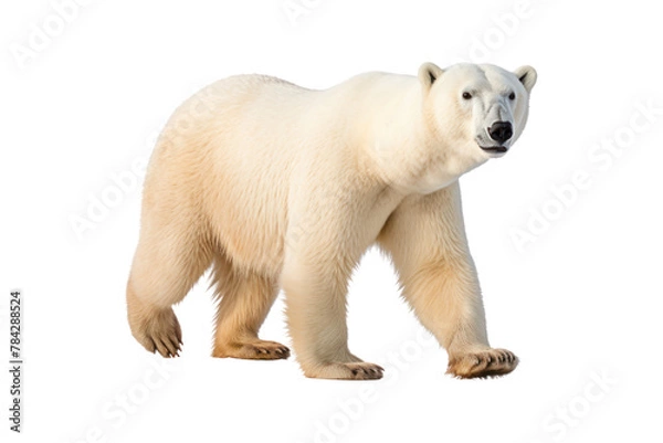 Fototapeta Polar bear cub isolated on white background in the Arctic winter, Isolated on transparent background.