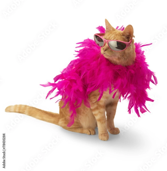 Obraz Ginger Cat with feather boa (and shadow)