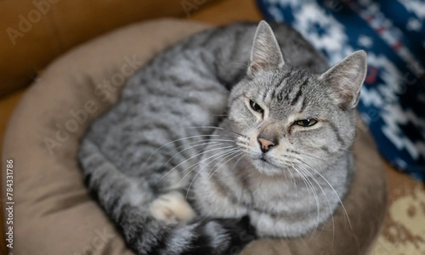 Fototapeta 眠そうな表情の猫　サバトラ猫