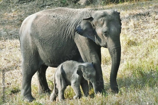 Fototapeta The Indian elephant and its calf at Muthumalai tiger reserve, Tamilnadu, India