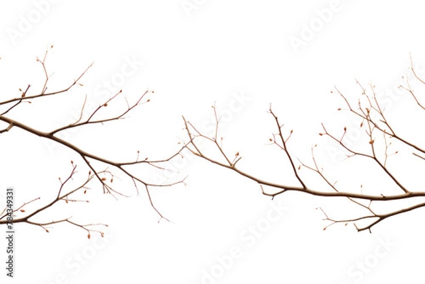 Obraz Brown, leafless branches placed.Isolated on transparent background.