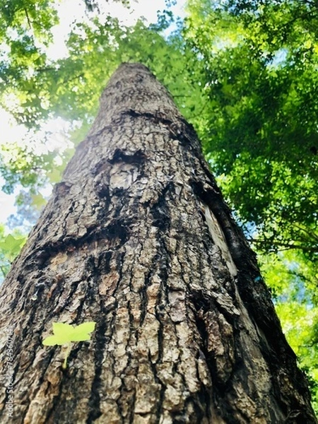 Fototapeta Vertical low-angle shot of a trunk of a tree covered with lush green leaves
