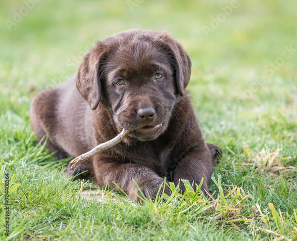 Obraz Labrador retriever puppy