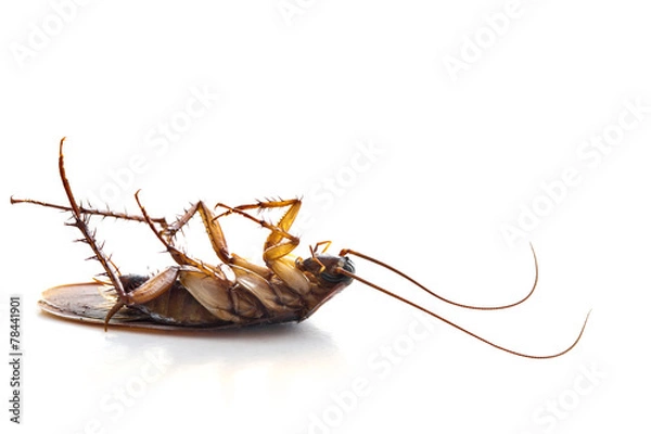 Obraz Martwy wspólny karaluch