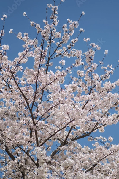 Fototapeta 青空と桜