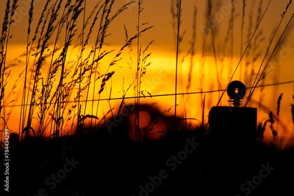 Fototapeta Blades of grass by electric fence  in the golden sunset