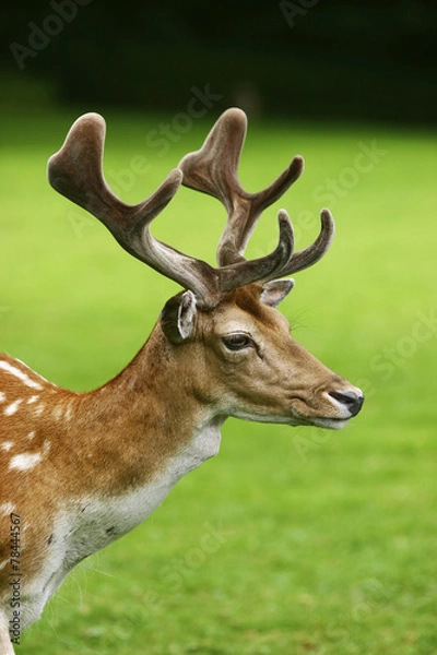 Obraz deer