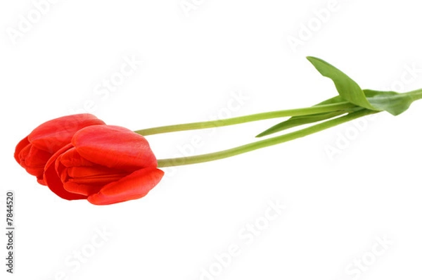 Fototapeta Red tulip