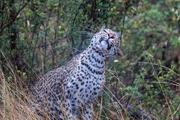 Fototapeta Leopard in the rain in Nxai Pan, Botswana