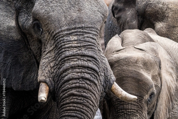 Obraz Elephant close-up, Botswana
