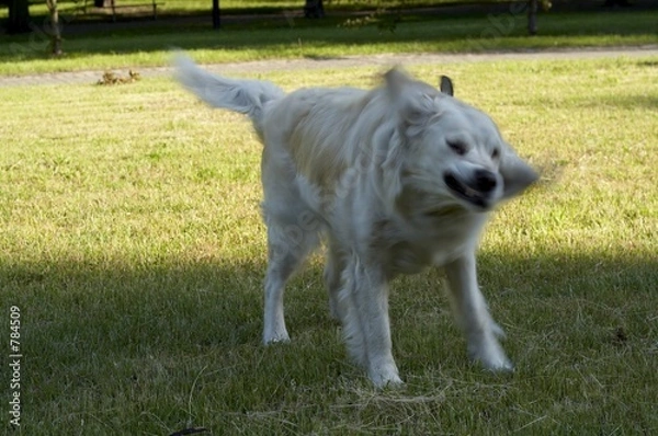 Obraz misha golden-retriever 3